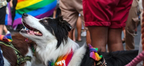 Manchester Pride / Sparkle Manchester - General